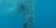 Philippines - 2012-01-16 - 141 - Whale Shark Beach